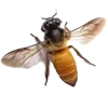 🐝 Эмодзи «𐌗ᥙᥰᥰᥙ ʙᥲᥔΔᥙΚ» для Telegram