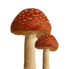 🤩 Эмодзи «𐌗ᥙᥰᥰᥙ ʙᥲᥔΔᥙΚ» для Telegram