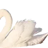 🦢 Эмодзи «𐌗ᥙᥰᥰᥙ ʙᥲᥔΔᥙΚ» для Telegram