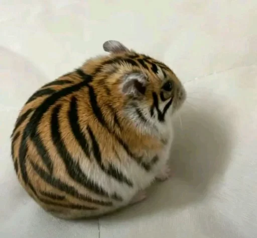 Стикерпак Hamster capybara and bird mem для Telegram — скачать