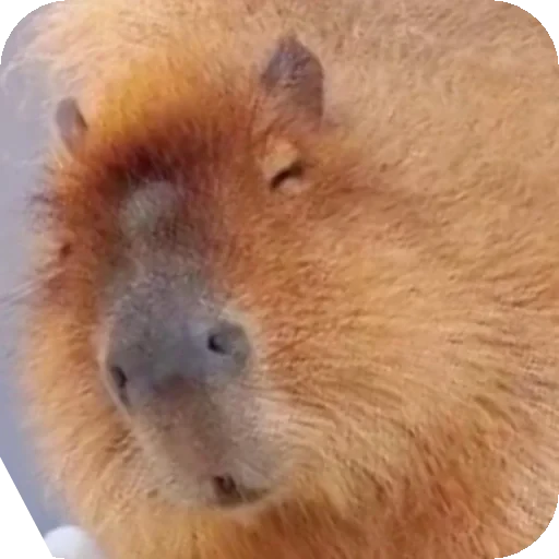 🐶 Стикер «Hamster capybara and bird mem» для Telegram