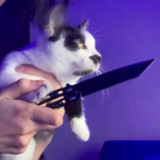 🔪 Стикер «holly» для Telegram