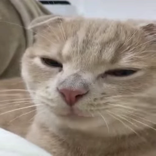 🐈 Стикер «holly» для Telegram