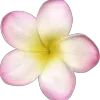 🌺 Эмодзи «тг» для Telegram