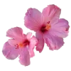 🌺 Эмодзи «тг» для Telegram