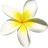 🌷 Эмодзи «тг» для Telegram