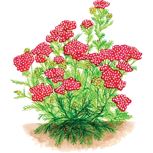 🌱 Стикер «House Plants» для Telegram