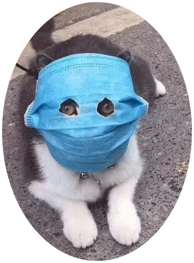 🤪 Стикер «How to Survive after Coronavirus ?» для Telegram