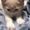 🥰 Эмодзи «Cats #cat #cute #girl #memes» для Telegram