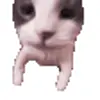🤗 Эмодзи «Cats #cat #cute #girl #memes» для Telegram