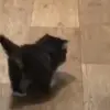 👋 Эмодзи «Cats #cat #cute #girl #memes» для Telegram