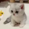 🚶‍♀️ Эмодзи «Cats #cat #cute #girl #memes» для Telegram
