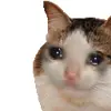 👍 Эмодзи «Cats #cat #cute #girl #memes» для Telegram