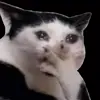 😰 Эмодзи «Cats #cat #cute #girl #memes» для Telegram