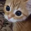 👀 Эмодзи «Cats #cat #cute #girl #memes» для Telegram