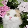 🥰 Эмодзи «Cats #cat #cute #girl #memes» для Telegram