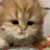 🤢 Эмодзи «Cats #cat #cute #girl #memes» для Telegram