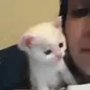 😘 Эмодзи «Cats #cat #cute #girl #memes» для Telegram