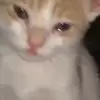 😢 Эмодзи «Cats #cat #cute #girl #memes» для Telegram