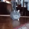 🏃‍♂️ Эмодзи «Cats #cat #cute #girl #memes» для Telegram