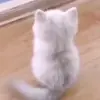 👀 Эмодзи «Cats #cat #cute #girl #memes» для Telegram