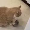 🍴 Эмодзи «Cats #cat #cute #girl #memes» для Telegram