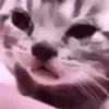 😪 Эмодзи «Cats #cat #cute #girl #memes» для Telegram