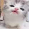 👅 Эмодзи «Cats #cat #cute #girl #memes» для Telegram