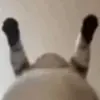 🤪 Эмодзи «Cats #cat #cute #girl #memes» для Telegram