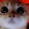 😈 Эмодзи «Cats #cat #cute #girl #memes» для Telegram