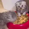 🤢 Эмодзи «Cats #cat #cute #girl #memes» для Telegram