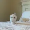 😇 Эмодзи «Cats #cat #cute #girl #memes» для Telegram