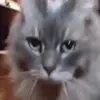 👋 Эмодзи «Cats #cat #cute #girl #memes» для Telegram
