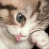 😪 Эмодзи «Cats #cat #cute #girl #memes» для Telegram