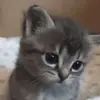 😒 Эмодзи «Cats #cat #cute #girl #memes» для Telegram