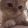 😒 Эмодзи «Cats #cat #cute #girl #memes» для Telegram
