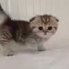 🚶‍♀️ Эмодзи «Cats #cat #cute #girl #memes» для Telegram