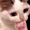 🥺 Эмодзи «Cats #cat #cute #girl #memes» для Telegram
