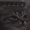 🥺 Эмодзи «Cats #cat #cute #girl #memes» для Telegram