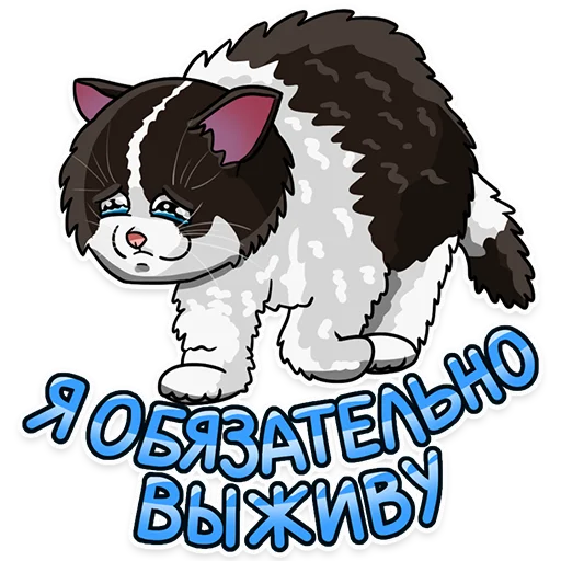 Рабочие котики