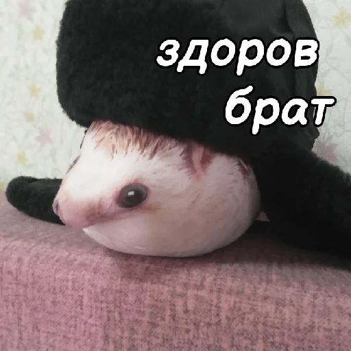 Стикерпак ХРЕН для Telegram — скачать
