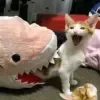 🦈 Эмодзи «Немного треша)» для Telegram