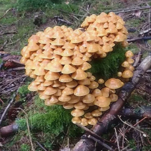 🧡 Стикер «i l o v e y o u» для Telegram