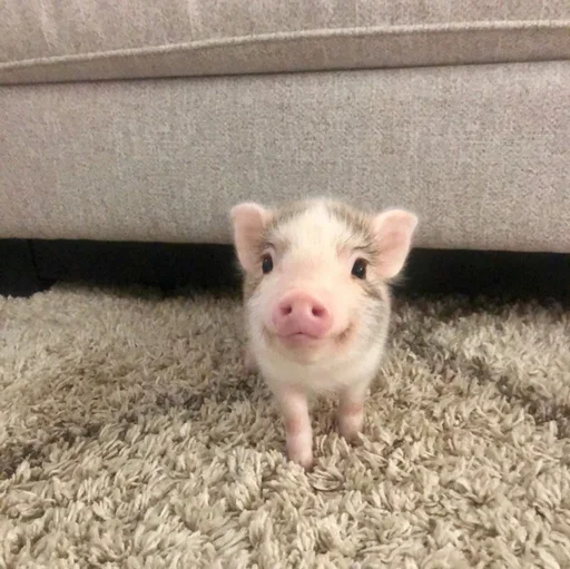 🐽 Стикер «Хрюкни» для Telegram