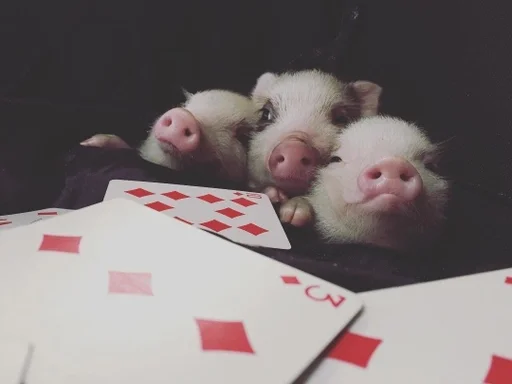🃏 Стикер «Хрюкни» для Telegram