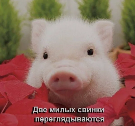 😍 Стикер «Хрюкни» для Telegram