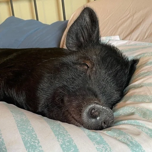 😴 Стикер «Хрюкни» для Telegram