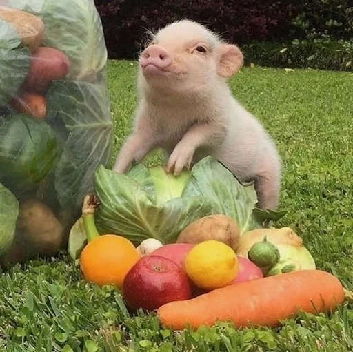 🐷 Стикер «Хрюкни» для Telegram