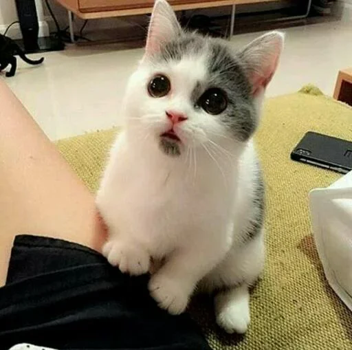 🐱 Стикер «Iam Lost» для Telegram