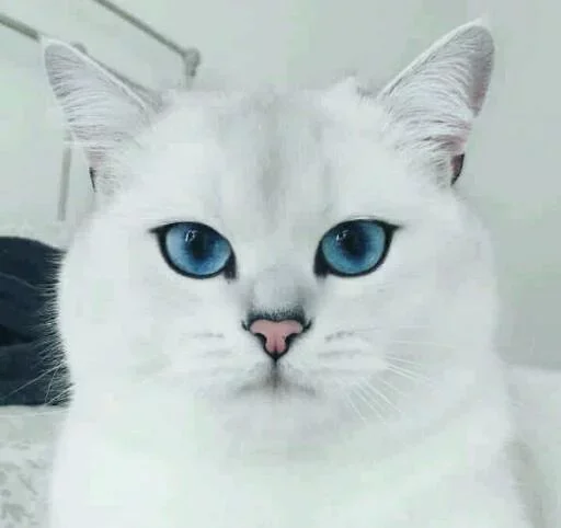 🐱 Стикер «Iam Lost» для Telegram